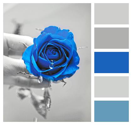 Love Blue Rose Gout Image